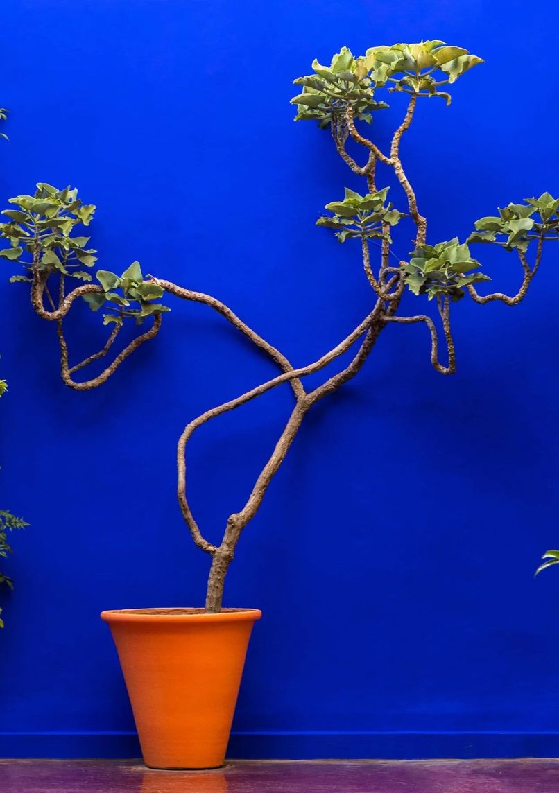 Jardin Majorelle