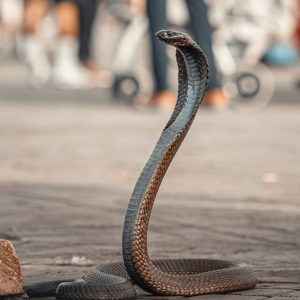 Serpent Marrakech