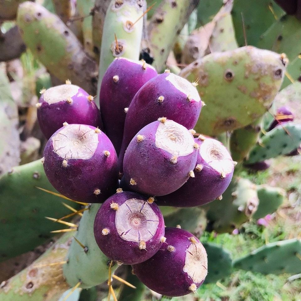 jardin El Harti Marrakech