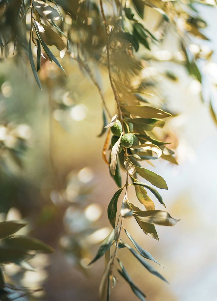 l’olivier_du_fairmont_royal_palm_marrakech_image